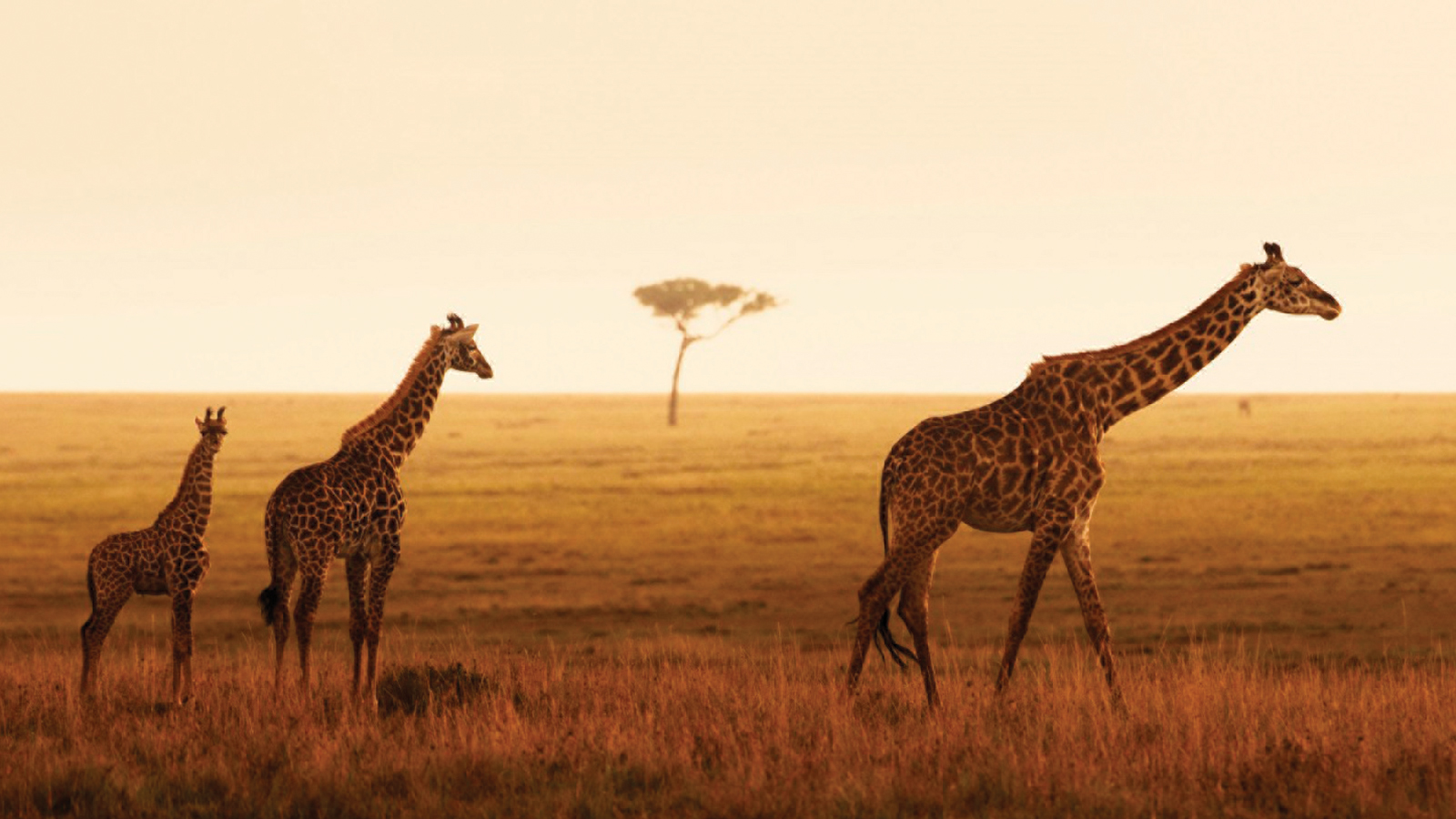 Masai Giraffes, Masai Mara National Reserve, Kenya