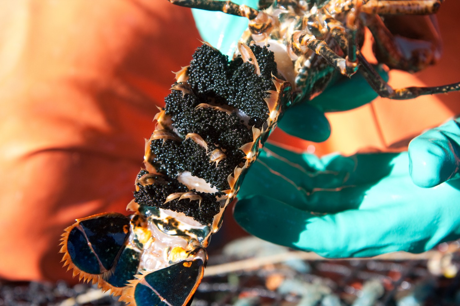 fredrik_broman-lobster_safari-284