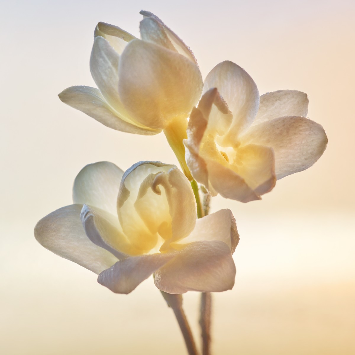 Visual-Ingredients-Jasmine