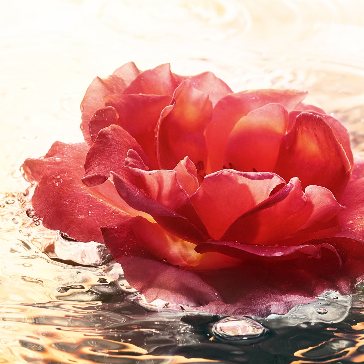 Visual-Ingredients-Rose