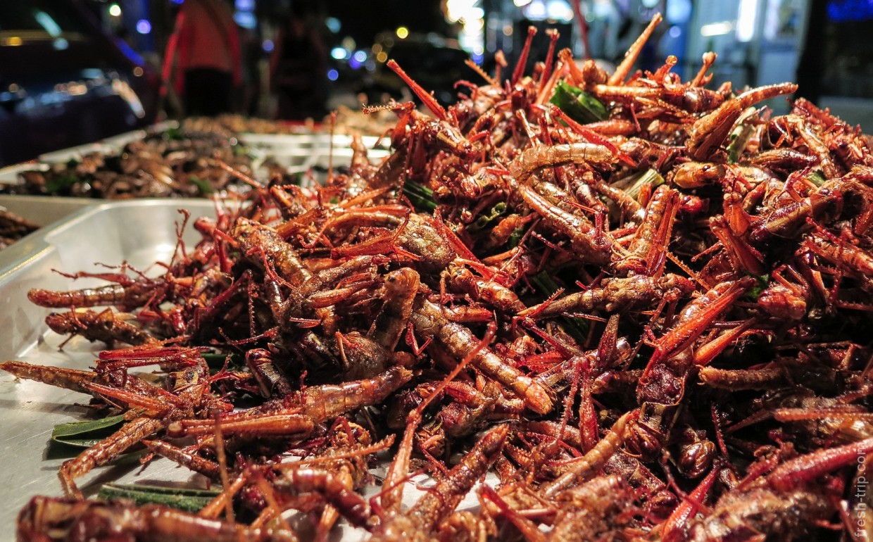 fried-grasshoppers_Bangkok
