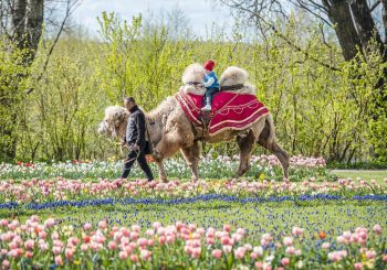 В эти выходные в Пакруойской усадьбе откроется  крупнейший в Северной Европе фестиваль весенних цветов