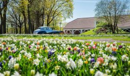 Самое “цветущее” направление для поездки на майские праздники: в Пакруойской усадьбе стартовал крупнейший в странах Балтии фестиваль цветов
