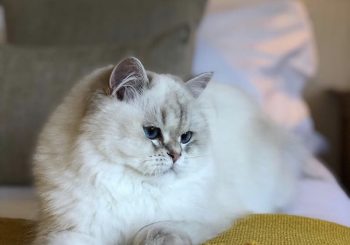 Тайная жизнь домашних животных в отелях