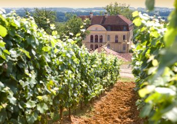 Винный дом Brumont: посвящение Tannat