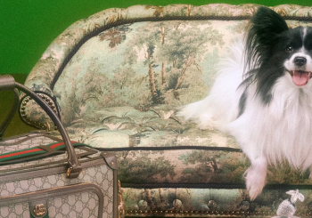Gucci выпустил коллекцию для собак и кошек