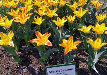 В парке Рундальского замка расцвел «Марис Янсонс»