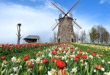 Из-за изменения климата крупнейший весенний фестиваль цветов остался без даты открытия: в этом году ожидается необычно раннее цветение