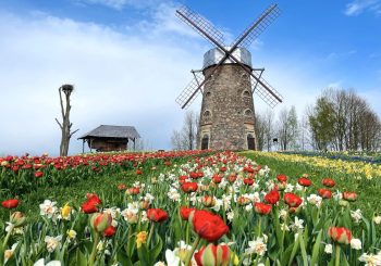 Из-за изменения климата крупнейший весенний фестиваль цветов остался без даты открытия: в этом году ожидается необычно раннее цветение