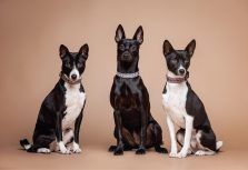 Тысячи километров ради любви – как тайваньская собака обрела дом в Латвии