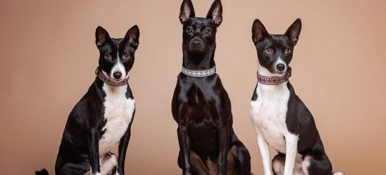 Тысячи километров ради любви – как тайваньская собака обрела дом в Латвии