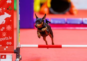 Элитные любимцы на выставке “PetExpo 2024” на Кипсале