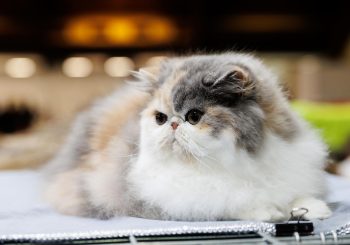 Познакомься с миром животных и проведи весело время вместе с семьей на выставке “ZooExpo 2024”