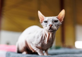 Уже совсем скоро – самое крупное мероприятие для любителей домашних животных – PetExpo 2025 на Кипсале