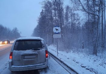 В этом году водителям в виде возмещений за столкновения с лесными животными уже выплачено 2,36 миллиона евро