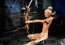 BODIES Evolution: в Риге откроется одна из самых известных в мире выставок о человеческом теле