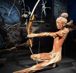 BODIES Evolution: в Риге откроется одна из самых известных в мире выставок о человеческом теле