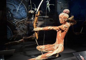 BODIES Evolution: в Риге откроется одна из самых известных в мире выставок о человеческом теле