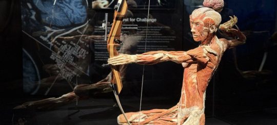 BODIES Evolution: в Риге откроется одна из самых известных в мире выставок о человеческом теле