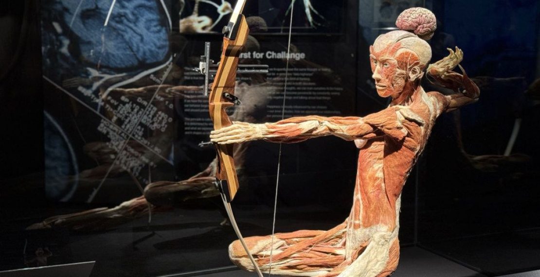 BODIES Evolution: в Риге откроется одна из самых известных в мире выставок о человеческом теле