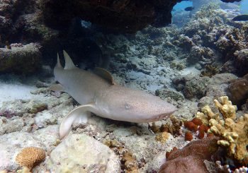 Летние приключения под водой с Baros Maldives