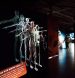BODIES Evolution: в Риге откроется одна из самых известных в мире выставок о человеческом теле