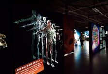 BODIES Evolution: в Риге откроется одна из самых известных в мире выставок о человеческом теле