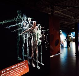 BODIES Evolution: в Риге откроется одна из самых известных в мире выставок о человеческом теле