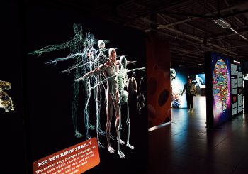 BODIES Evolution: в Риге откроется одна из самых известных в мире выставок о человеческом теле