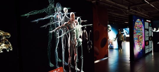 BODIES Evolution: в Риге откроется одна из самых известных в мире выставок о человеческом теле