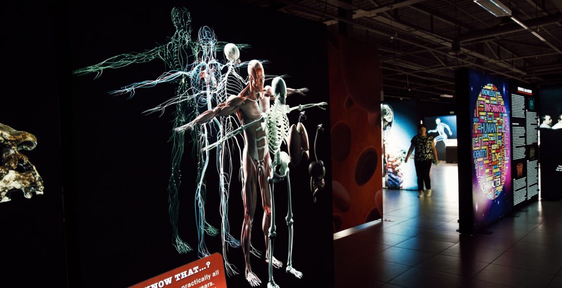 BODIES Evolution: в Риге откроется одна из самых известных в мире выставок о человеческом теле