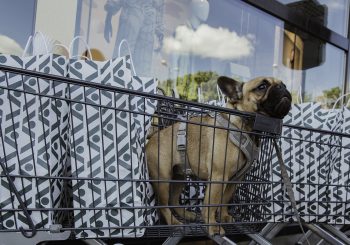 Stockmann открыл поилку для собак