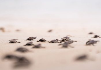 На Сейшелы к новорожденным черепахам