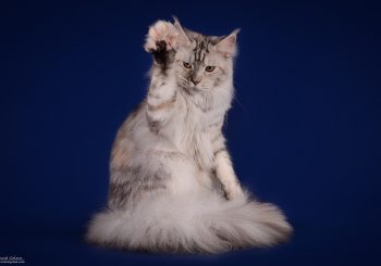 Выставка кошек на Кипсале