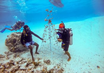 Коралловая плантация в стиле Атлантиды в отеле OZEN LIFE MAADHOO