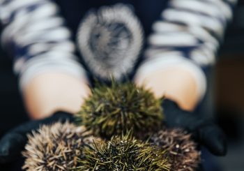 «Не путай берега» – human friendly ресторан морепродуктов в формате фудкорта