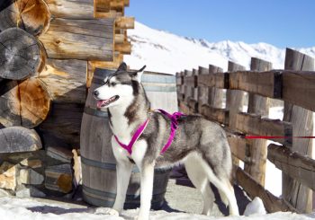 Mandarin Oriental, Женева предлагает вкусить швейцарскую зиму