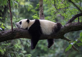 Как технологии могут спасти дикую природу?