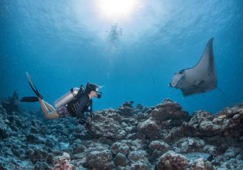 Знакомство с мантами: курорт Intercontinental Maldives запускает уникальную образовательно-развлекательную программу Manta Retreat