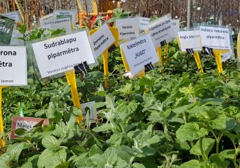 Все необходимое садоводу предложит ярмарка “Саду и стилю жизни” на Кипсале