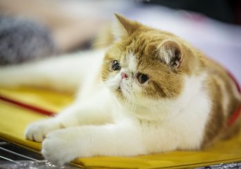PetExpo 2020 поразит представлениями кошек, танцами собак и конкурсом груминга!