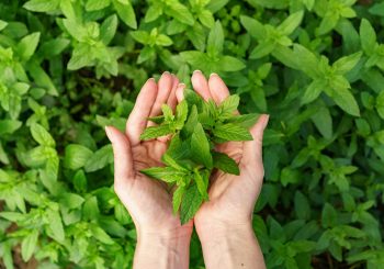 Какие растения могут помочь в преодолении стресса. Рассказывает фармацевт