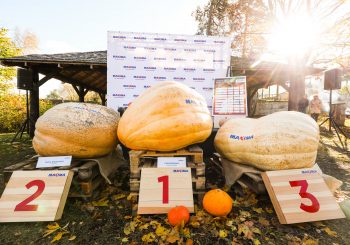 На этой неделе определится лидер осеннего урожая в «Чемпионате самой большой тыквы Латвии»