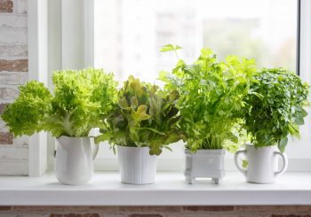 Весенний стол без лишних затрат: как добавить свежесть в повседневное меню