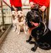Теплые одеяла, корм и более 1000 евро – завершилась благотворительная акция AKROPOLE и приюта для животных Labās mājas