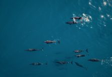 RAH GILI Maldives объявляет программу Circle of Light для зимних праздников