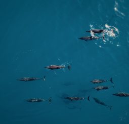 RAH GILI Maldives объявляет программу Circle of Light для зимних праздников