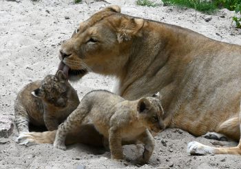В Рижском зоопарке окрестили львят