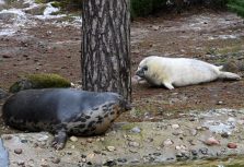 В Рижском зоопарке пополнение: родился тюлень