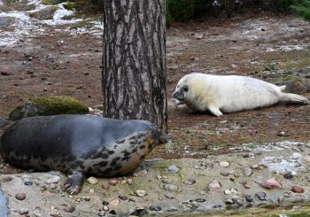 В Рижском зоопарке пополнение: родился тюлень